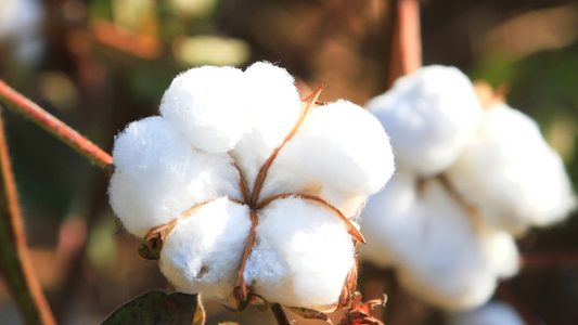 All Natural Fibers: The Overlooked Key to Optimal Health